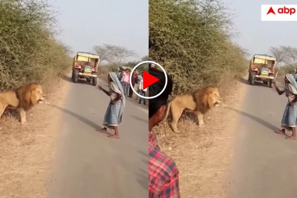 आज की खबर: एआई नहीं सच है? खूंखार दरिंदे से अकेले भिड़ गई दादी, हाईवे पर निकले शेर को छड़ी लेकर भगाया- वीडियो वायरल