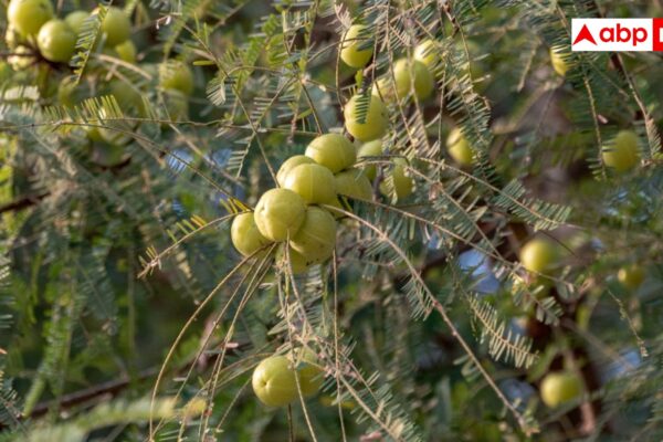 आज की खबर: एक छोटा सा आंवला कर सकता है बड़ा कमाल, एक्सपर्ट्स ने बताई इस सुपरफूड की ताकत
