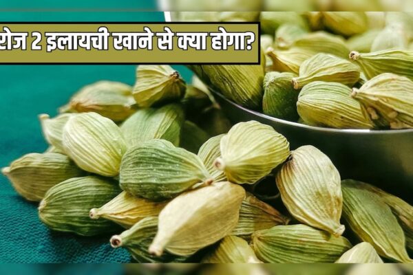 आज की खबर: अगर मैं रोज इलायची खाऊं तो क्या होगा? Doctor Hansaji ने बताए ने रोज 2 हरी इलायची खाने के फायदे