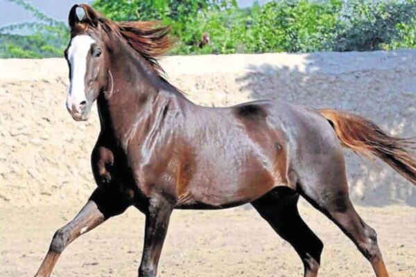 आज की खबर: पुष्कर मेले में दिखा 15 करोड़ का घोड़ा, जानें कौन सी है सबसे महंगी नस्ल