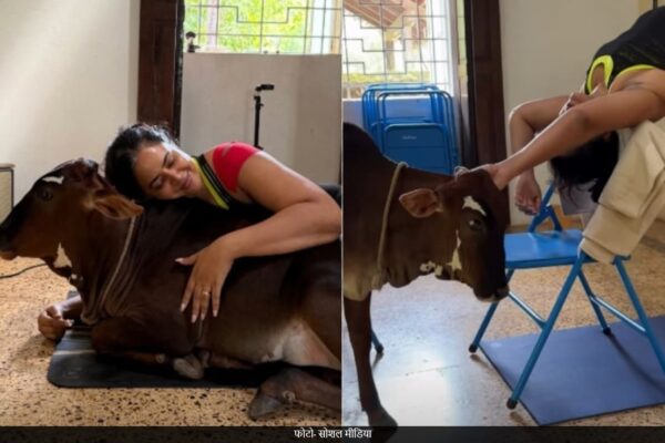 आज की खबर: बॉलीवुड की इस एक्ट्रेस ने पाली गाय ? बछड़े संग योगा करती आईं नजर