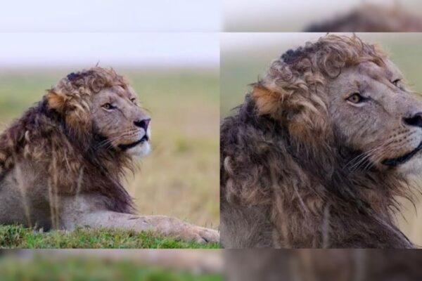 आज की खबर: जब जंगल में टहलता नजर आया घुंघराले बालों वाला शेर, स्टाइल देख दीवाना हो गया इंटरनेट, बोला- उफ ये जुल्फें