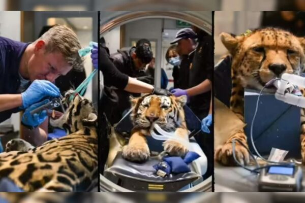 आज की खबर: इंसानों के बाद अब बाघ-चीतों के भी हो रहे हैं CT Scan!आखिर क्या है ‘बिग कैट्स’ की इस रहस्यमयी बीमारी का राज?