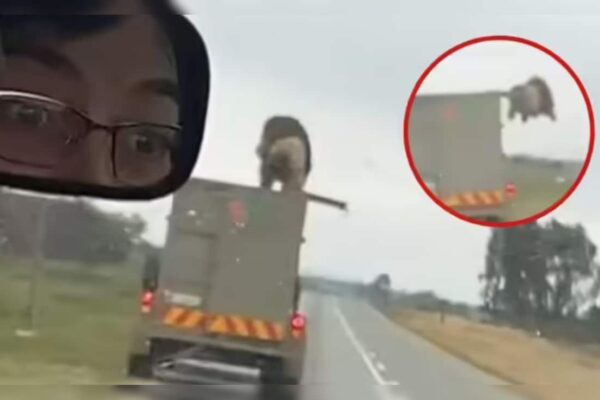 आज की खबर: VIDEO: 60 मील की रफ्तार में चलते ट्रक की छत से कूदा शेर, सड़क पर मचा हड़कंप