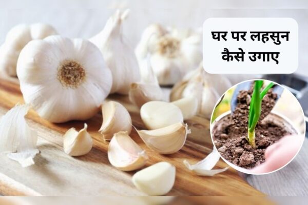 आज की खबर: Garlic Plant At Home: घर पर ही लहसुन कैसे उगाएं? ये है आसान तरीका