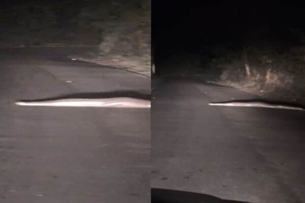 आज की खबर: VIDEO: रात के सन्नाटे में सड़क पर आराम से रेंगता दिखा अजगर, कार चालक के कैमरे में कैद