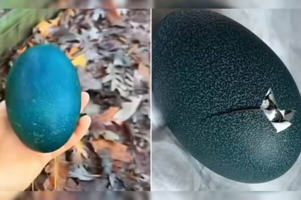आज की खबर: सड़क किनारे झाड़ियों में पड़ा मिला नीले रंग का चमकदार अंडा, कपल उठाकर ले गया घर, 50 दिन फूटा तो उड़ गए होश