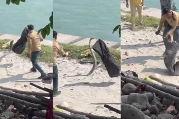 आज की खबर: हरिद्वार में गंगा किनारे निकला  13 फुट लंबा किंग कोबरा, फिर आगे क्या हुआ…